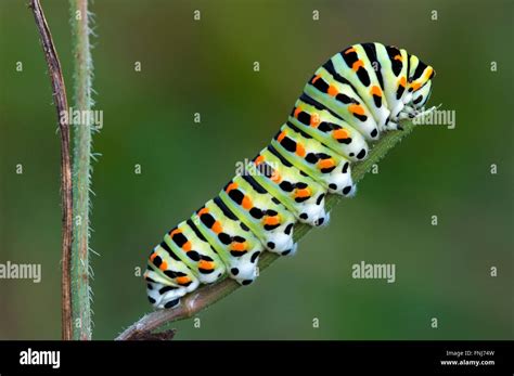 Caterpillar Of Common Yellow Swallowtail Old World Swallowtail