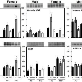 Sex dimorphic differential expression of estrogen receptors ERα and Download Scientific