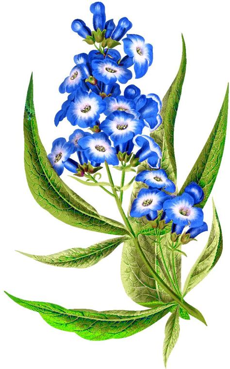 Blue Flowers With Green Leaves On A White Background