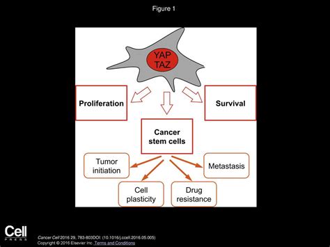 Yap Taz At The Roots Of Cancer Ppt Download