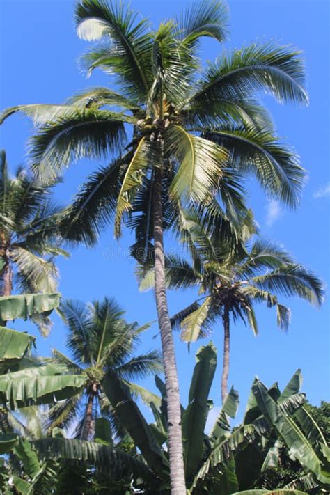 Coconut Trees Under The Clear Blue Sky Stock Photo Image Of Light