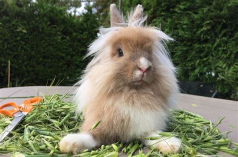 Cutest Rabbit Breeds | PetGuide