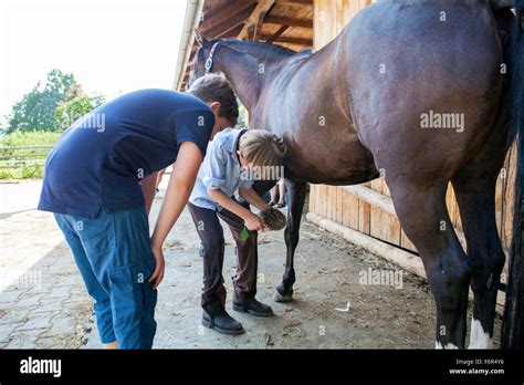 Soin Du Cheval Banque De Photographies Et Dimages Haute R Solution