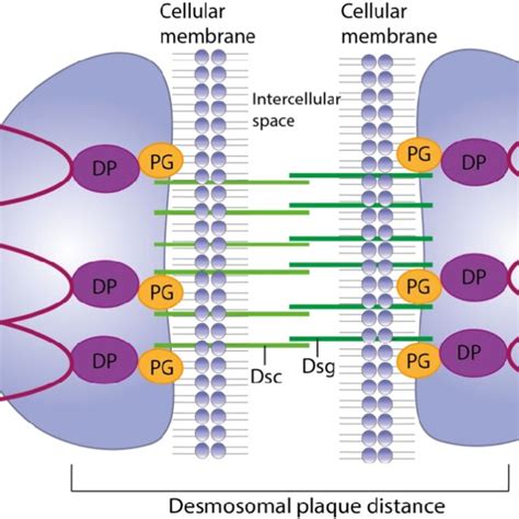 Schematic Representation Of The Desmosomal Plaque In The Intracellular