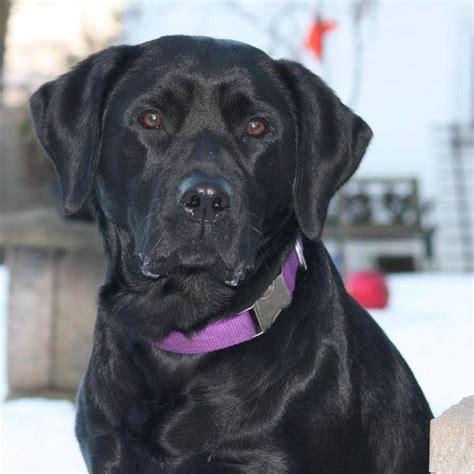 All Except The Purple Collar Black Lab Puppies Lab Dogs Black