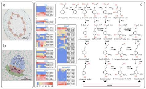 Morphological And Genetic Characteristics Of Herbaceous Saururus Download Scientific Diagram