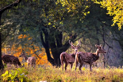 Pench National Park Weekend Tour from Delhi