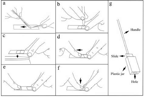 Pdf A Simple Metaphase Chromosome Preparation From Meristematic Root