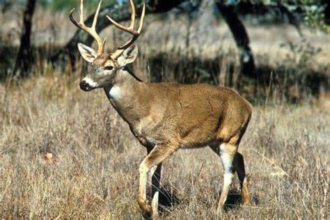 Can Deer See Orange Explained Wildlife Informer