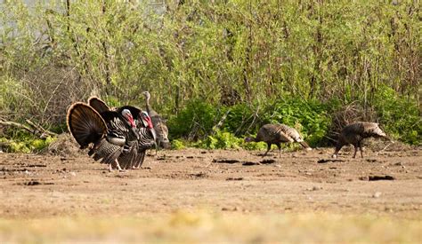 How to Hunt Turkey - Quick Hunting Tips to Help You Prepare for the ...