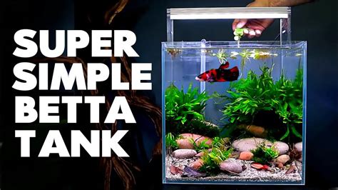 Creating A Stunning Planted Cube Aquarium Tips And Tricks Betta Fish