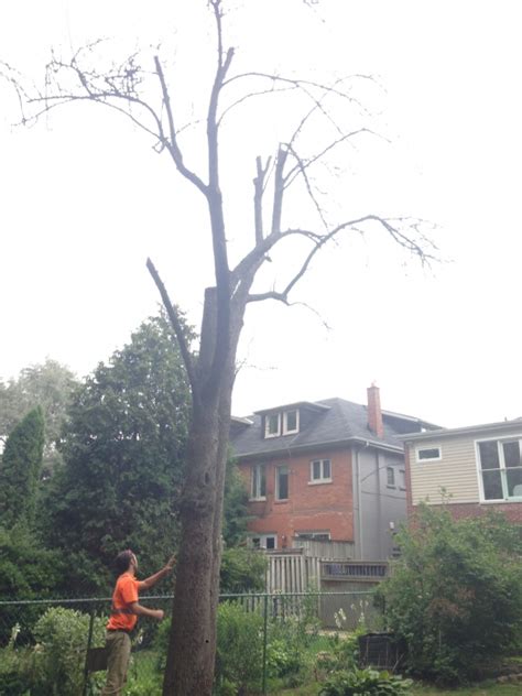 Cardinal Tree Care Arborist Reports For Tree Permits