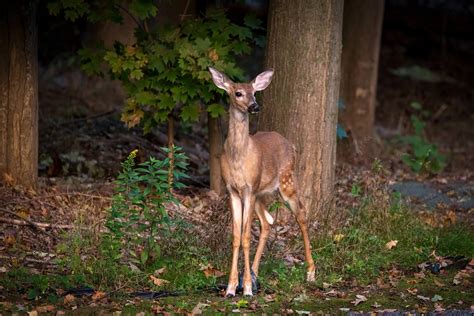 Animal Deer Mammal Free Photo On Pixabay Pixabay