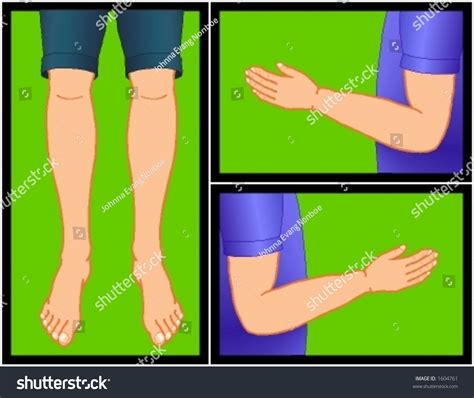 Scalable Human Limbs Medical Scientific Illustrations Stock Vector