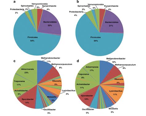 Distribution Of The Gut Microbiota Composition A Males At The Phylum