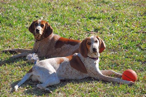 Pin On Red Tick Coonhound