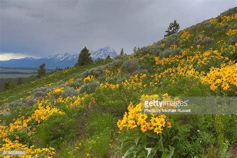 132 Wildflowers In Jackson Hole Stock Photos High Res Pictures And