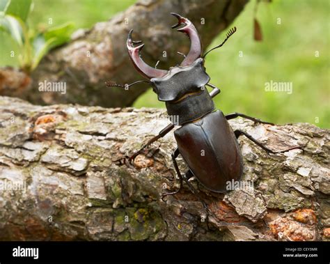 Stag beetle male insect showing his big horns Stock Photo - Alamy