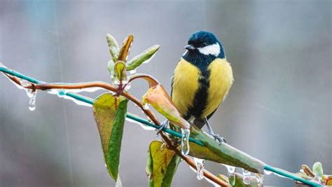 Les 4 règles d or pour bien nourrir les oiseaux de nos jardins en hiver