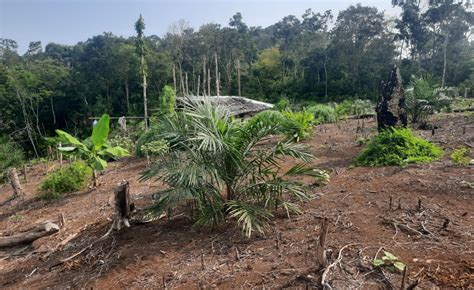 Cara Benar Memupuk Dan Waktu Yang Tepat Pemupukan Pada Tanaman Kelapa