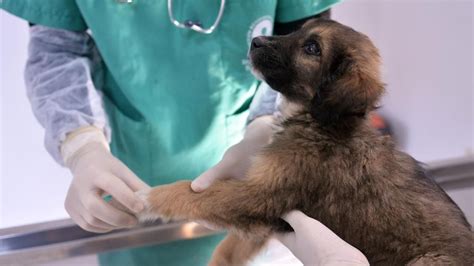 Tarım Bakanı İbrahim Yumaklı dan sokak köpekleri açıklaması