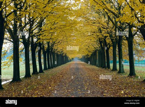 Tree-lined street in autumn Stock Photo - Alamy