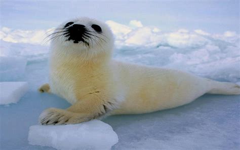 Baby Seal Wallpaper - WallpaperSafari