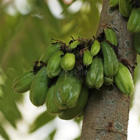 Averrhoa Bilimbi Nmente Conocido Como Rbol De Pepino Bilimbi O