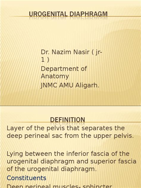 Urogenital Diaphragm Pelvis Human Anatomy