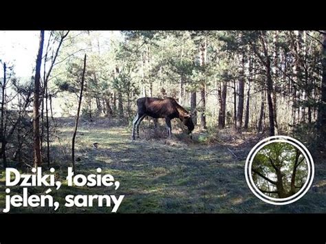 Wataha dzików łosie jeleń i sarny YouTube