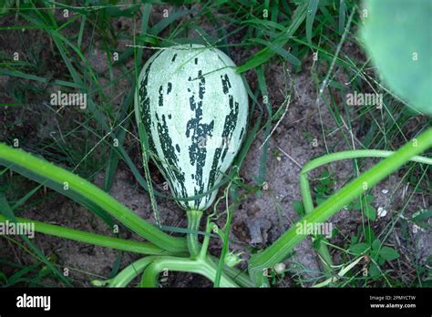 Courgettes Courgettes Et Courgettes Dans Le Lit De Jardin Dans Une