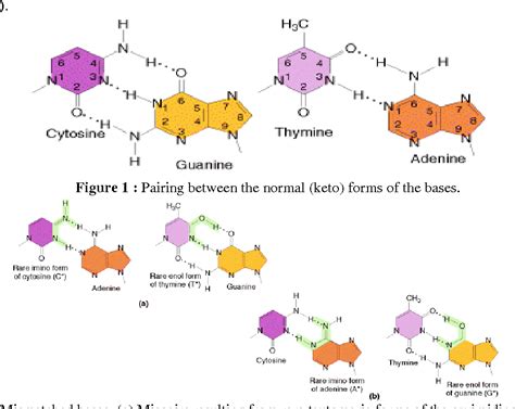 Figure From Bacterial Mutation Types Mechanisms And Mutant