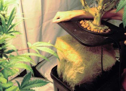 How To Grow Hydroponic Weed Easy Beginners Guide