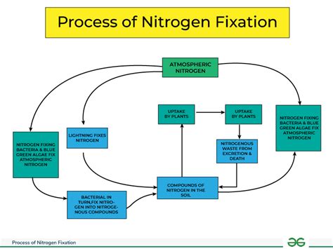 Rhizobium Diagram Function Uses Structure And Classification