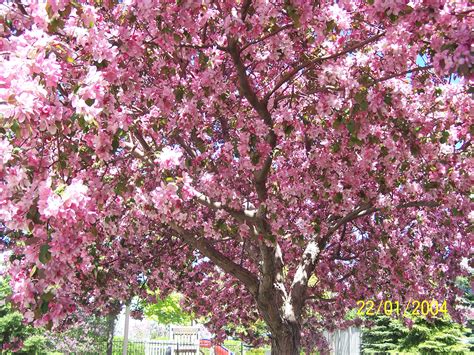 Cherry Blossom Tree Wallpaper | Food and Drink Pictures