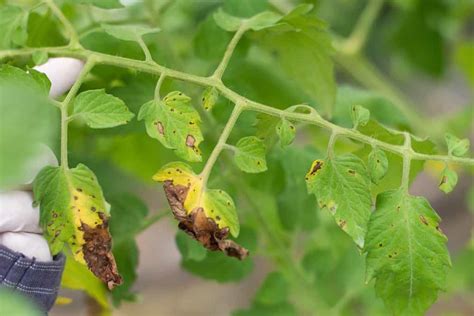 What Is Plant Blight And How To Protect Against It A Z Animals