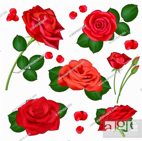 Background Flower Rose Vector Best Flower Site