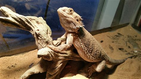 How Long Do Bearded Dragons Live Bearded Dragon Lifespan