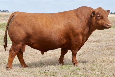 RED U2Q PLAYBOY 2197K Premium Beef Genetics