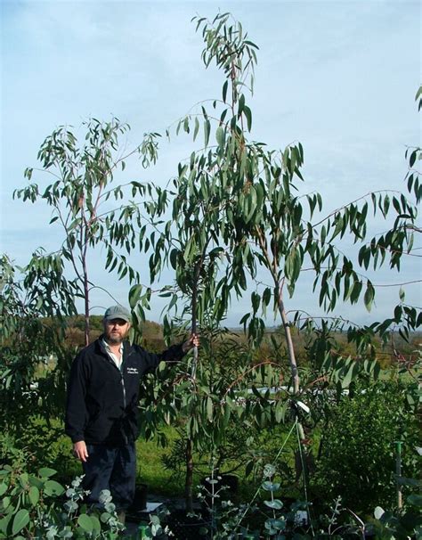 Eucalyptus Pauciflora Subsp Pauciflora Adaminiby White Sallee Snow