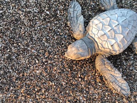 Bataan Pawikan Conservation Effort Gives Endangered Sea Turtles Hope
