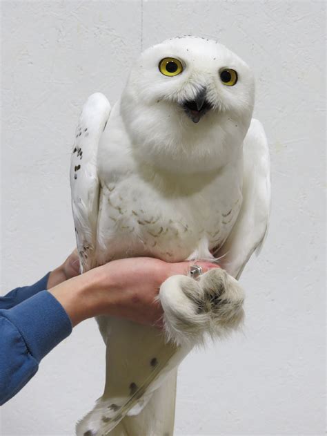 The Fourth Kind White Owl