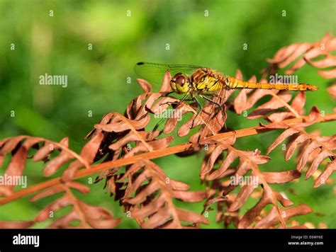 Meridionale Hi Res Stock Photography And Images Alamy