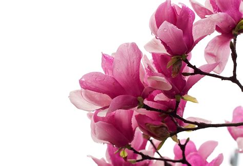 Fonds D Ecran X Magnolia Rose Couleur Branche Fond Blanc Fleurs