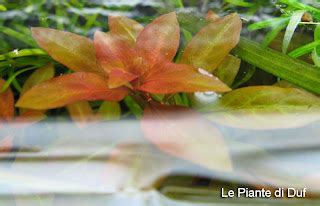 Le Carenze Delle Piante D Acquario Magnesio E Fosforo