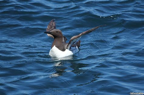 Photo Oiseaux Marins Les Plus Belles Photos Par Bonjour Nature