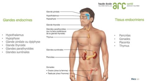 Fo Syst Me Endocrinien Flashcards Quizlet