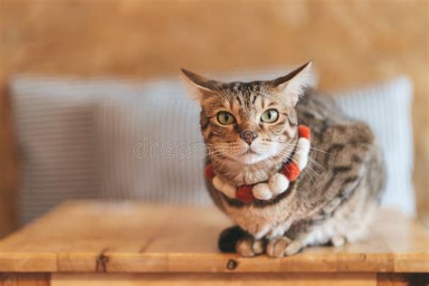 Bengal Cat Is Sittin On The Table Stock Photo Image Of Table Mammal