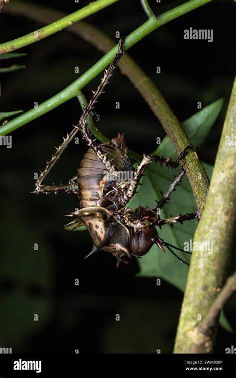 Thorny Bushcricket Cosmoderus Sp In Situ Mpanga Forest Uganda Stock