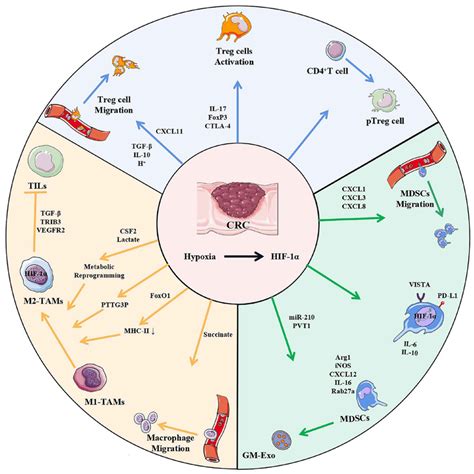 Effects Of Hypoxia On Immunosuppressive Cells In CRC Hypoxia Can